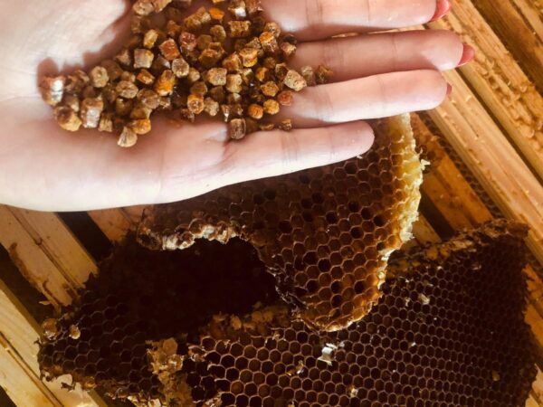 Pierzga pszczela w miodzie