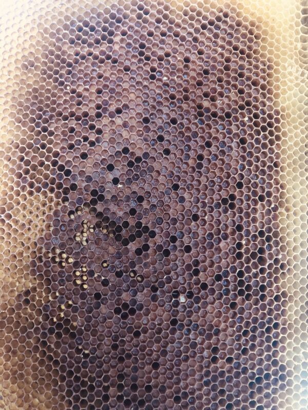 Pierzga pszczela w miodzie